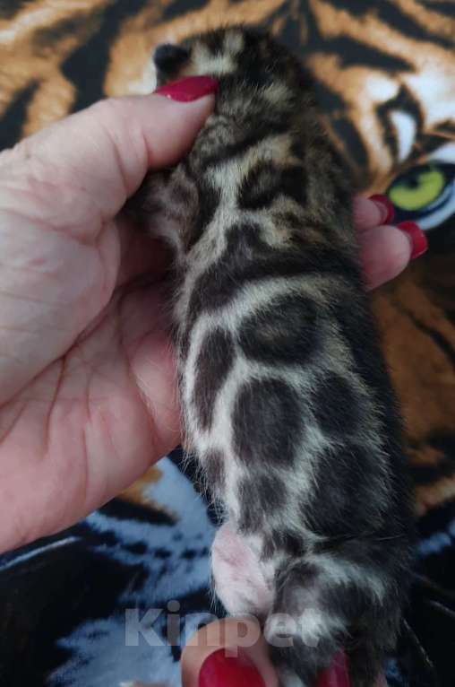 Кошки в Симферополе: Бенгальские котята Мальчик, 80 000 руб. - фото 4