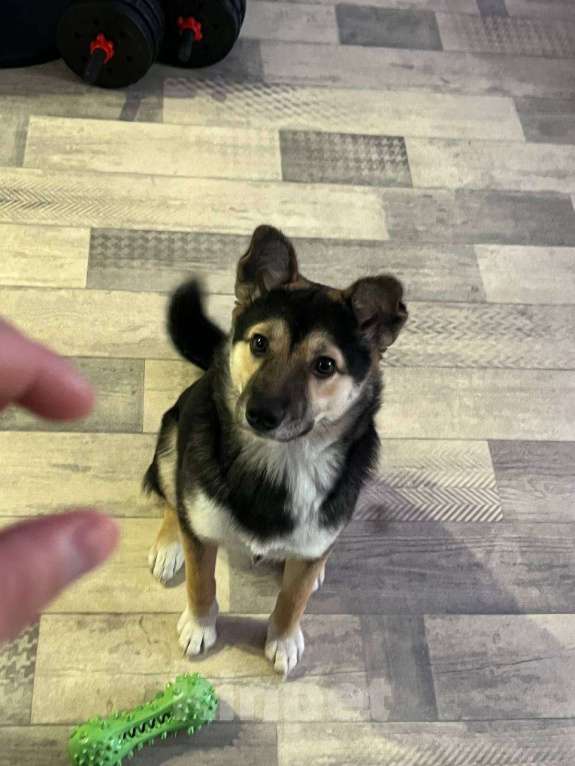 Собаки в Иркутске: Отдам в добрые руки Мальчик, Бесплатно - фото 1