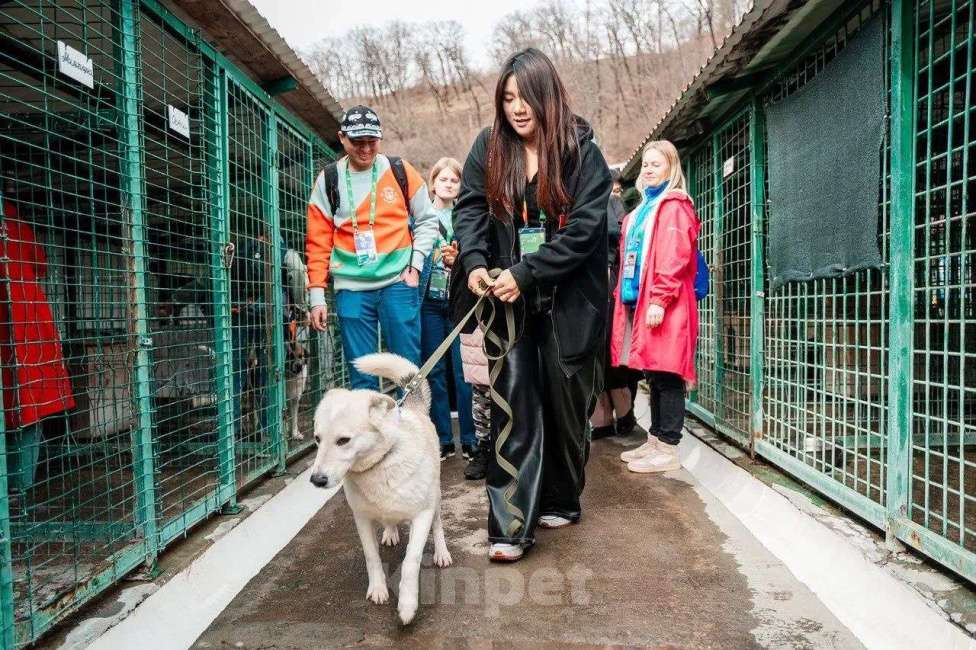 Собаки в других городах Краснодарского края: Беляш из приюта Поводог Сочи с возможностью отправки к Вам Мальчик, Бесплатно - фото 8