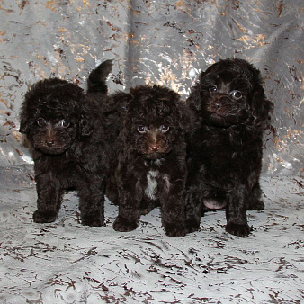 ❤️ Той-пудель щенки