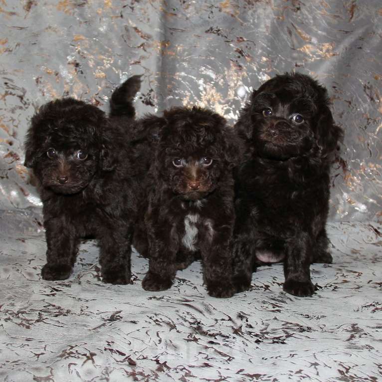 Собаки в Санкт-Петербурге: ❤️ Той-пудель щенки шоколадные. СПб. Разнополые, 80 000 руб. - фото 1