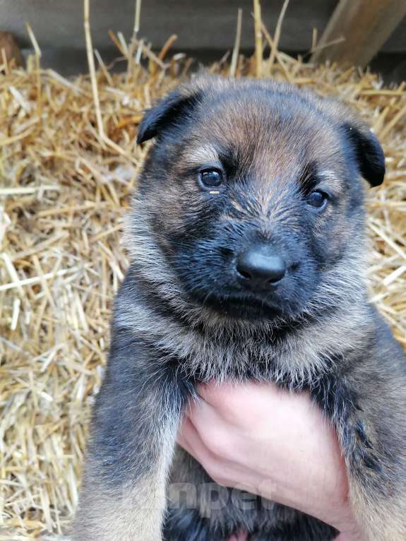 Собаки в Керчи: Щенки немецкой овчарки  Девочка, 70 000 руб. - фото 8