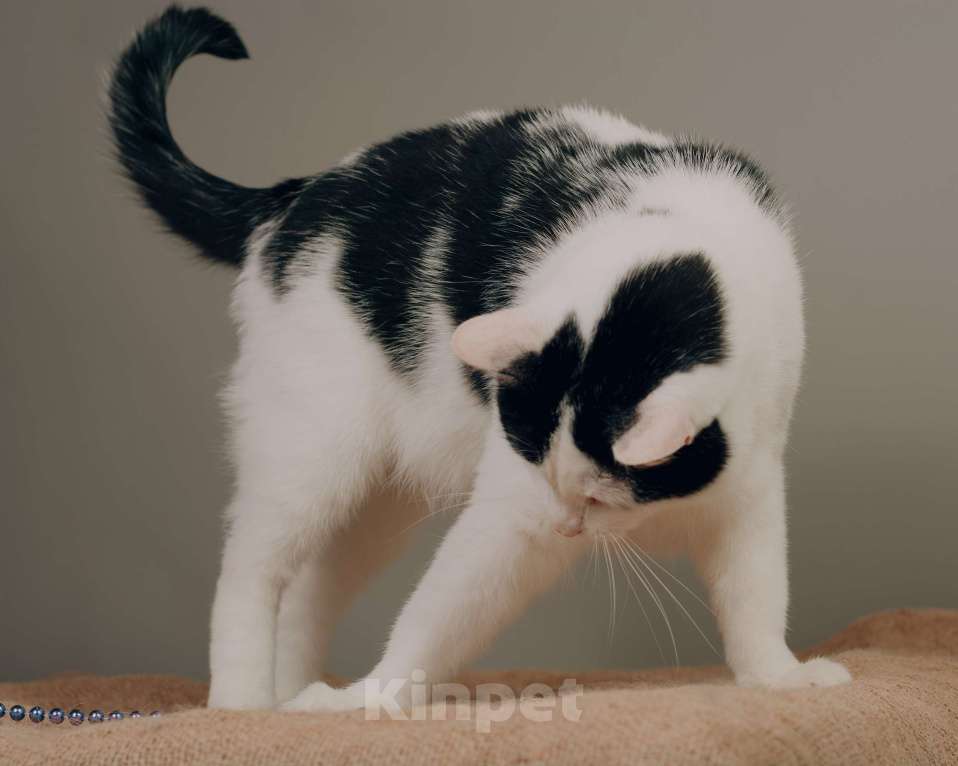 Кошки в Одинцово: Матильда ищет хозяина! Девочка, 100 руб. - фото 3