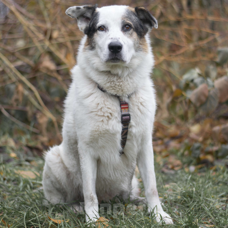 Собаки в Москве: Шегги Мальчик, Бесплатно - фото 3