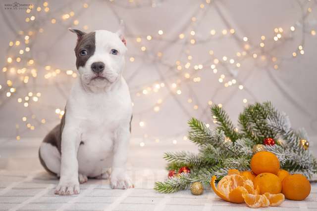 Собаки в Москве: Голубые щенки амстаффа из питомника Мальчик, 100 000 руб. - фото 4