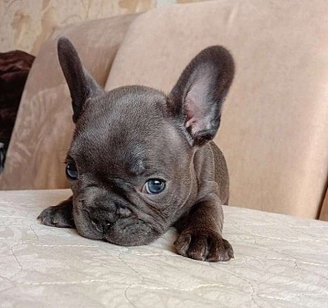 Французкий бульдог