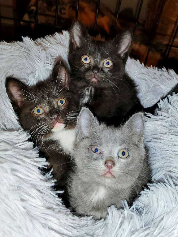 Кошки в Калуге: Кошки-крошки. Котята в добрые руки.  Девочка, Бесплатно - фото 1