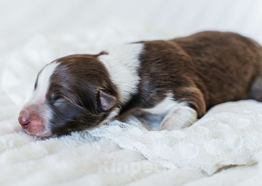 Собаки в Москве: Кобель бордер колли шоколад Документы РКФ Мальчик, 100 000 руб. - фото 3