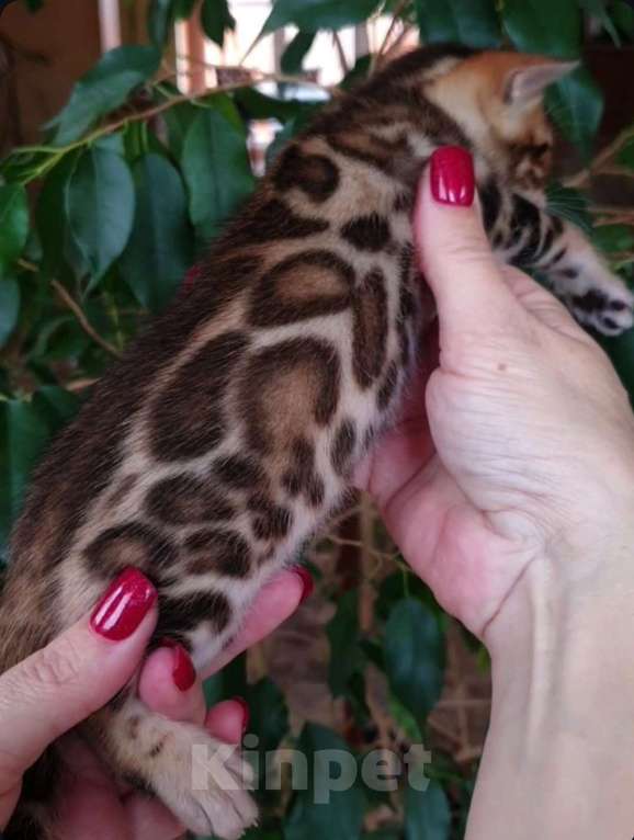 Кошки в Краснодаре: Бенгальские котята Мальчик, 75 000 руб. - фото 3