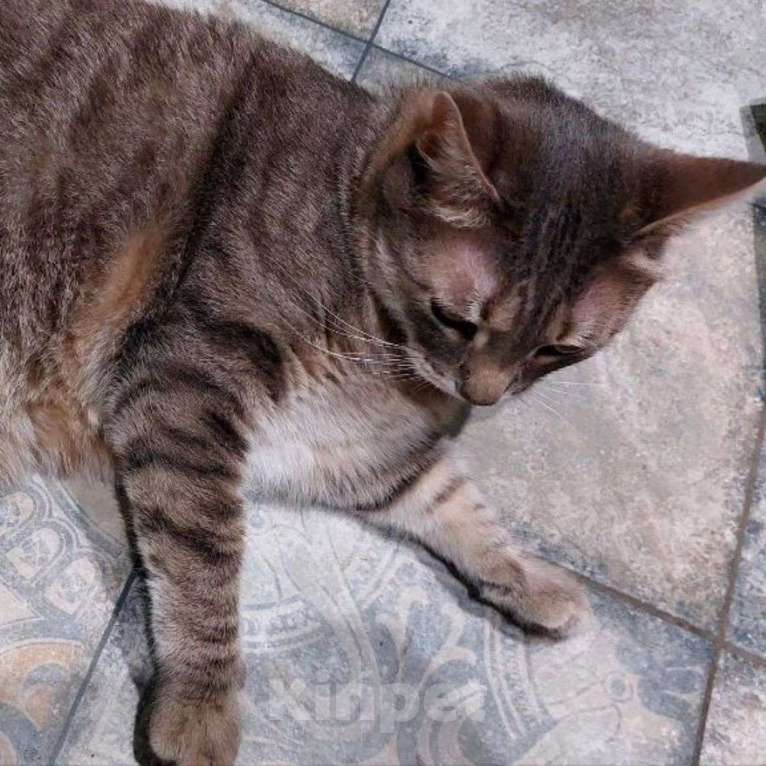 Кошки в Москве: Душераздирающая история одного уже не домашнего котика Мальчик, Бесплатно - фото 4