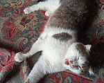 Кошки в Апшеронске: Шустрик в добрые руки, кастрирован, 10 руб. - фото 2