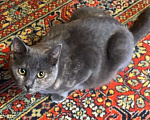 Кошки в Москве: Дымка — британка с дачи. Ласковая кошка в добрые руки. Девочка, Бесплатно - фото 6