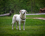 Собаки в Москве: Великолепный Беляш в поисках дома Мальчик, 10 руб. - фото 5