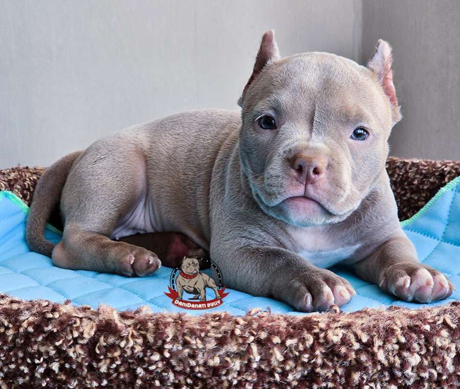 Собаки в Москве: Девочка Американский булли Микро Девочка, 120 000 руб. - фото 3