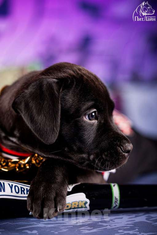 Собаки в Ульяновске: Американский питбультерьер, щенок Мальчик, Бесплатно - фото 4