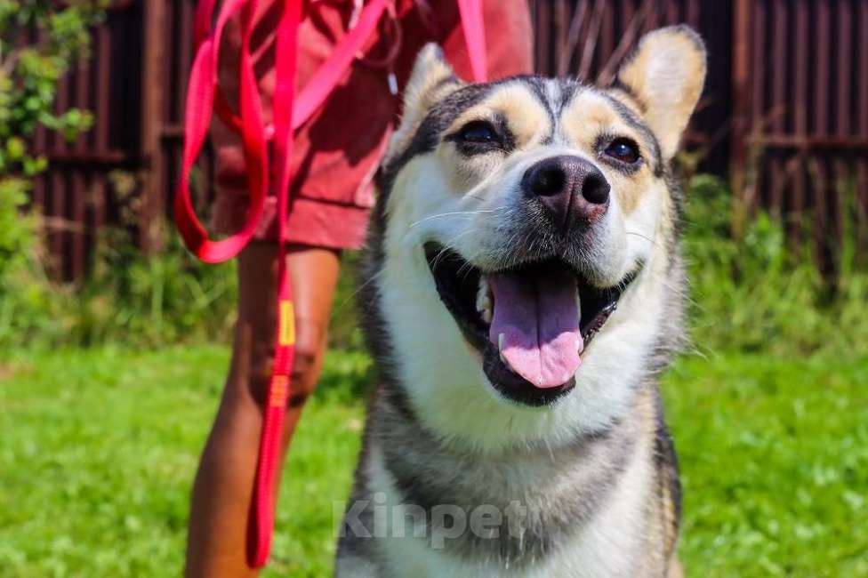 Собаки в Москве: Ася умная, добрая и послушная. Ищет семью! Девочка, Бесплатно - фото 2