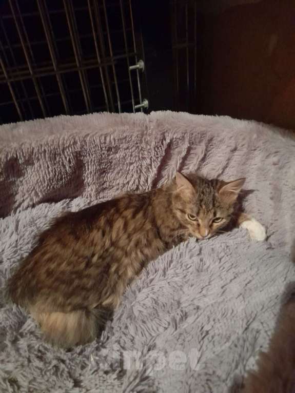 Кошки в Люберцах: Ищет дом котенок Масяня Девочка, Бесплатно - фото 3