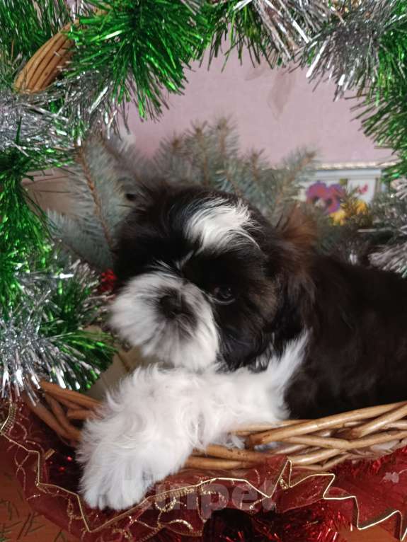 Собаки в Тюмени: Щенки ши-тцу Мальчик, 45 000 руб. - фото 3