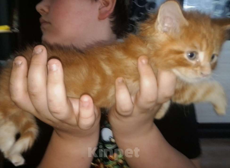 Кошки в Астрахани: Мейн-куны Разнополые, 12 000 руб. - фото 5