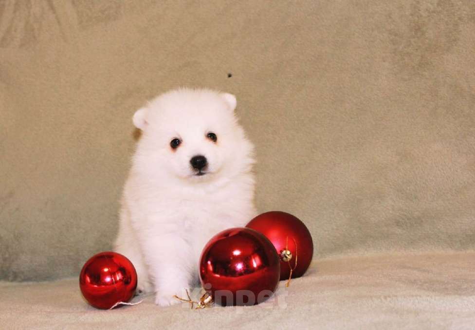 Собаки в Челябинске: Очаровательные щенки японского шпица Мальчик, 80 000 руб. - фото 2