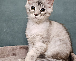 Кошки в Мытищах: Котёнок Мейн-кун Девочка, 40 000 руб. - фото 4