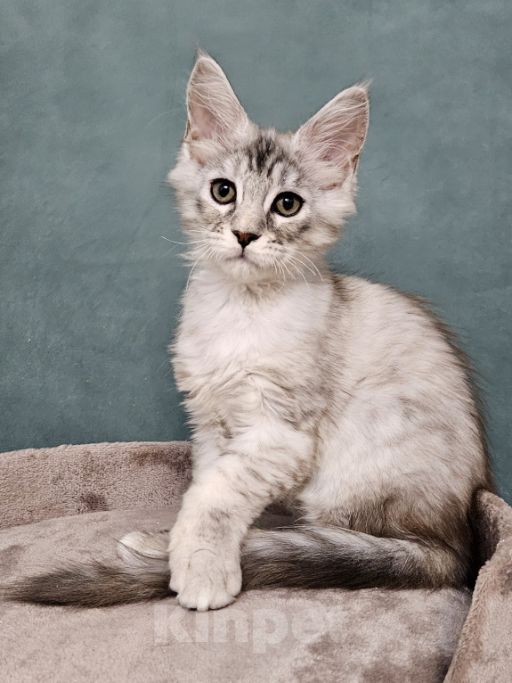 Кошки в Мытищах: Котёнок Мейн-кун Девочка, 40 000 руб. - фото 4