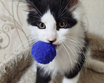 Кошки в Перми: Котенок Мейн Кун Девочка, 35 000 руб. - фото 3