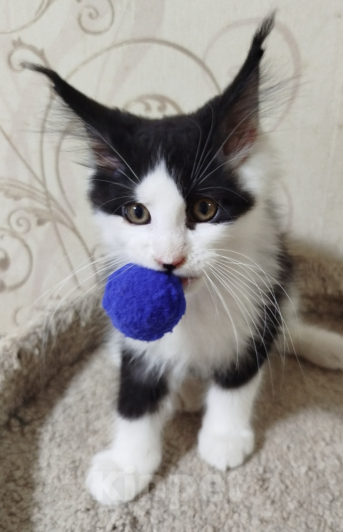 Кошки в Перми: Котенок Мейн Кун Девочка, 35 000 руб. - фото 3