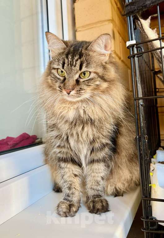 Кошки в Москве: Молодая пушистая кошечка Венди в добрые руки Девочка, Бесплатно - фото 8