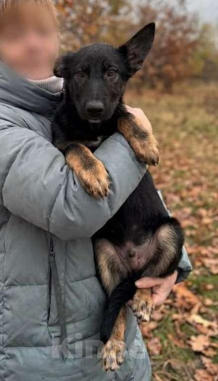 Собаки в Москве: Метис Цезарь в поиске своего дома Мальчик, Бесплатно - фото 3