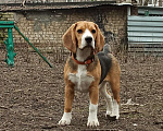 Собаки в Самаре: Вязка бигль Самара Мальчик, Бесплатно - фото 1