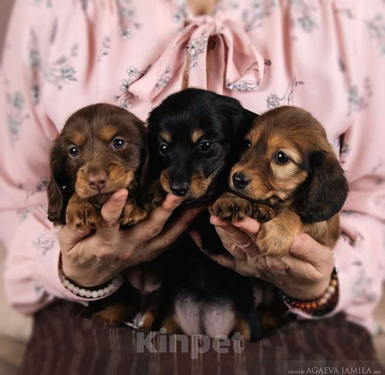 Собаки в Москве: Такса кроличья/мини длинношерстная Мальчик, 100 000 руб. - фото 2