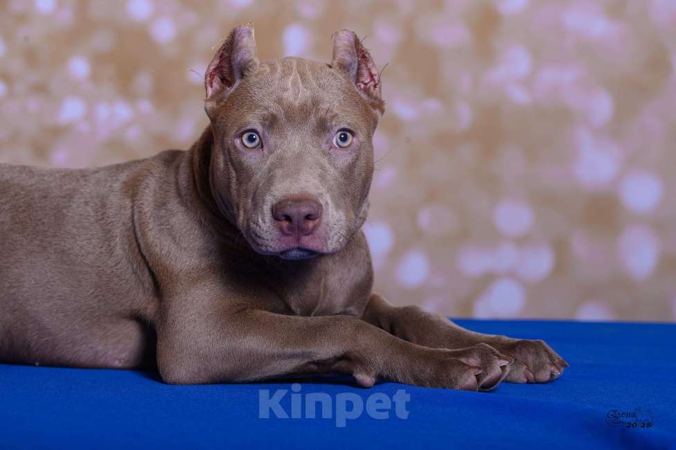 Собаки в Красноярске: Щенки американского питбультерьера Девочка, 120 000 руб. - фото 4