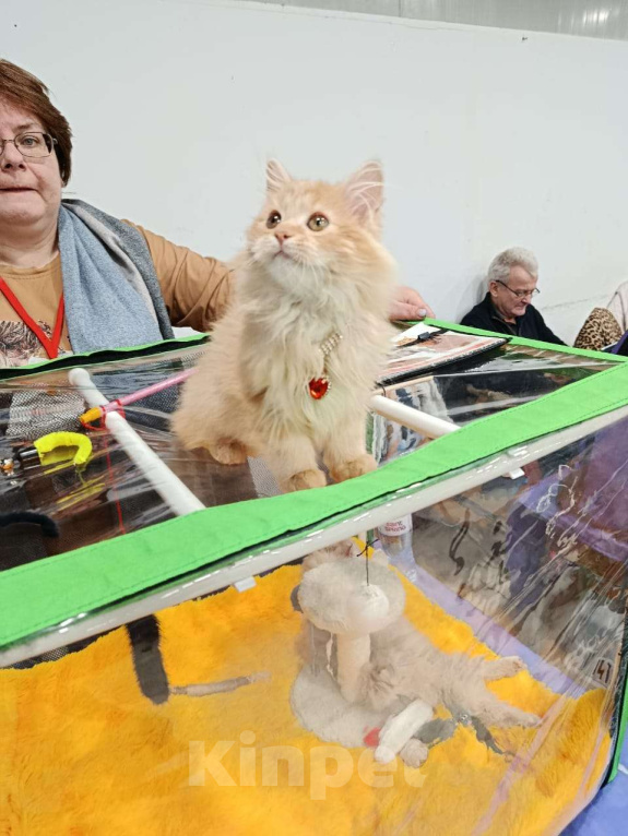 Кошки в Калуге: Забава Девочка, Бесплатно - фото 1