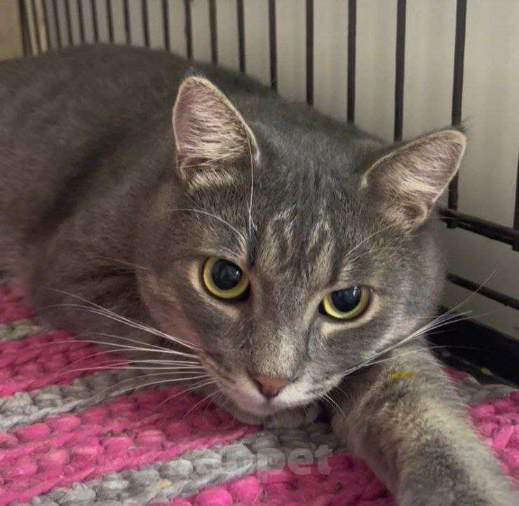 Кошки в Москве: Чудесный полосатик Капитолий ищет маму и папу Мальчик, Бесплатно - фото 1