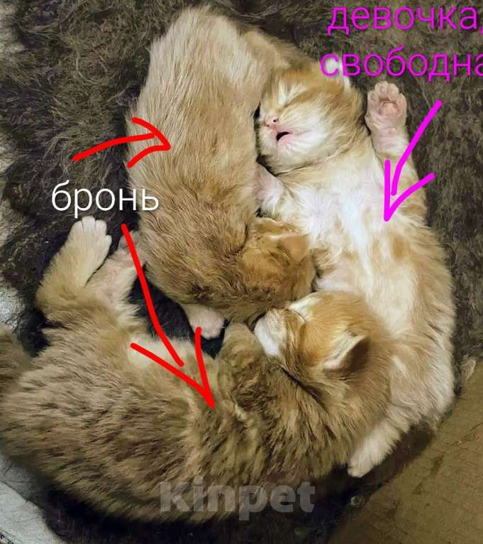 Кошки в Новосибирске: Котенок мейн-кун девочка Девочка, 15 000 руб. - фото 3