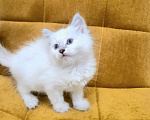 Кошки в Москве: Самая нежная малышка Рэгдолл  Девочка, 37 000 руб. - фото 10
