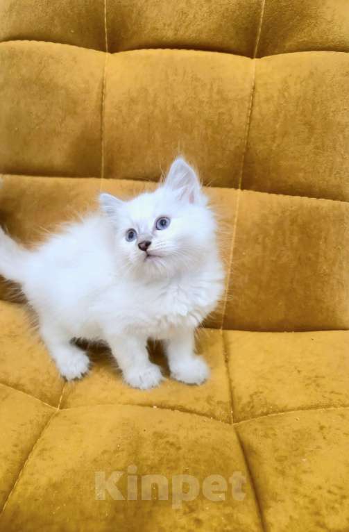 Кошки в Москве: Самая нежная малышка Рэгдолл  Девочка, 37 000 руб. - фото 10