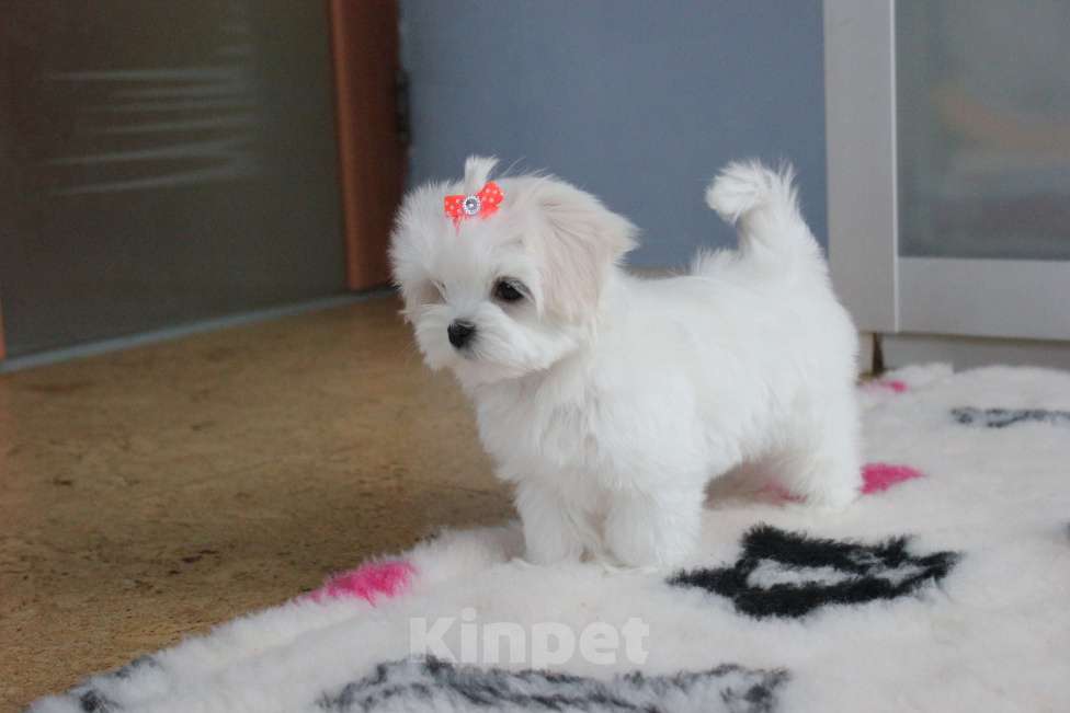 Собаки в Омске: Мальтезе щенок Левгорд Дафна Девочка, 140 000 руб. - фото 2