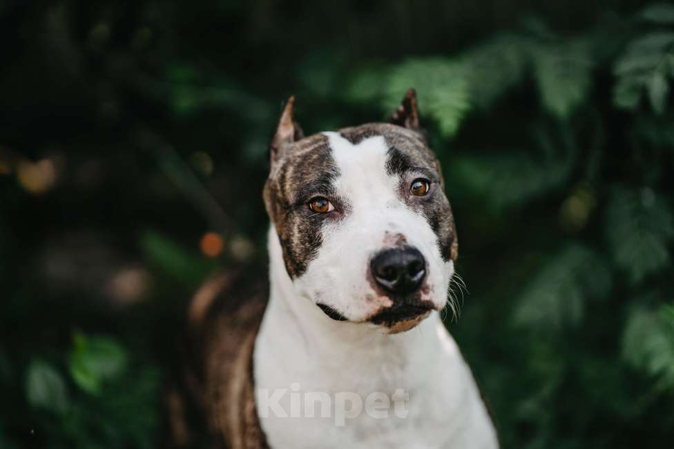 Собаки в Оренбурге: Щенки Амстаффа РКФ Мальчик, Бесплатно - фото 4