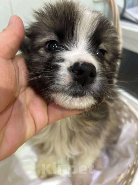 Собаки в Москве: Маленький щенок ищет дом! Девочка, Бесплатно - фото 6