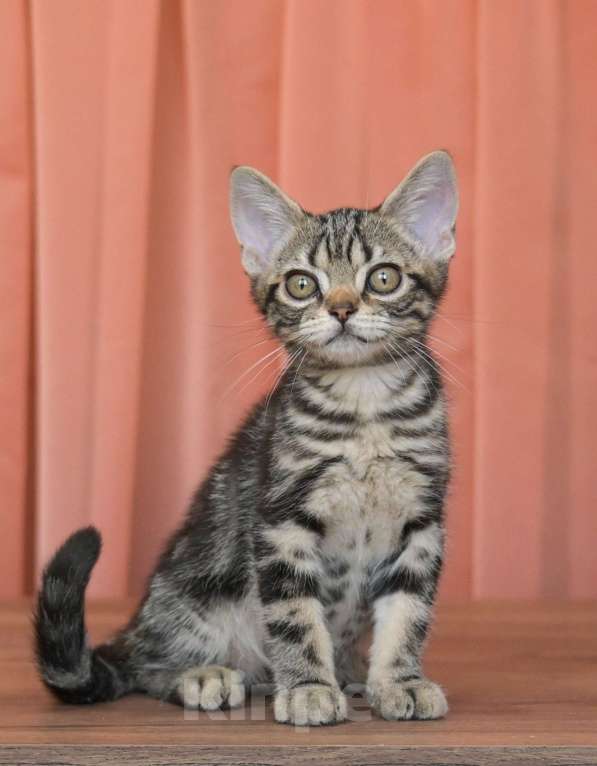 Кошки в Москве: Котенок Американской короткошерстной породы Мальчик, 75 000 руб. - фото 9