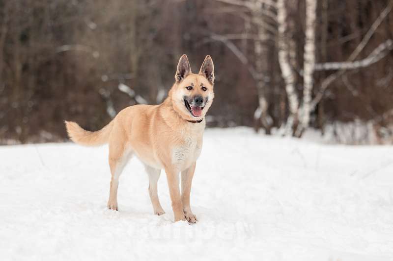 Собаки в Москве: Ласковая, послушная и добрая Уна в добрые руки Девочка, Бесплатно - фото 2