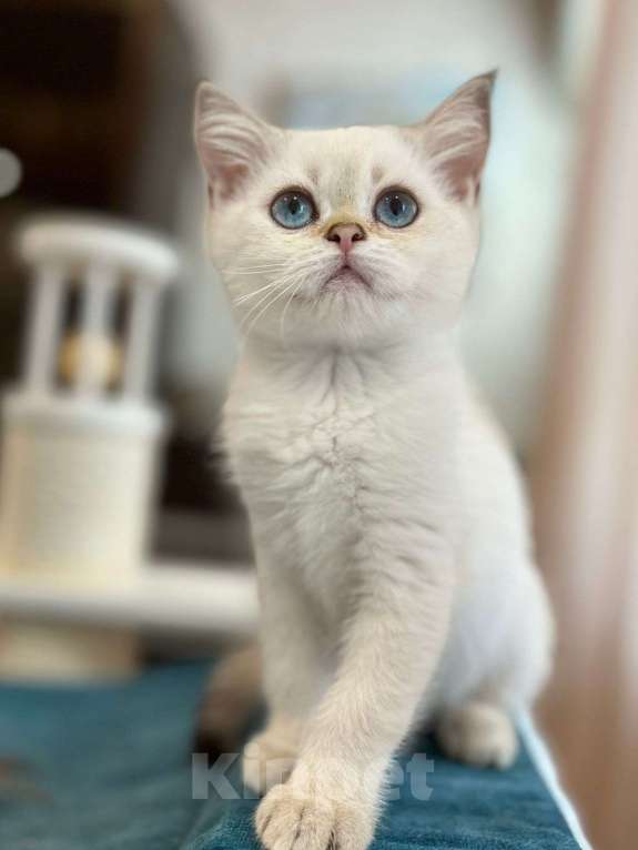 Кошки в Санкт-Петербурге: Шотландская прямоухая кошка Девочка, 15 000 руб. - фото 3