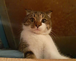 Кошки в Владикавказе: Отдам в хорошие руки Мальчик, 10 руб. - фото 3