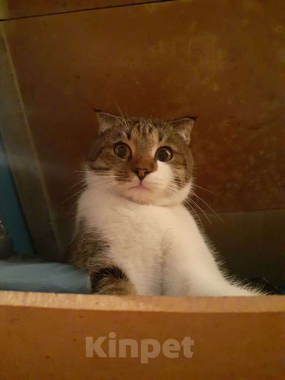 Кошки в Владикавказе: Отдам в хорошие руки Мальчик, 10 руб. - фото 3