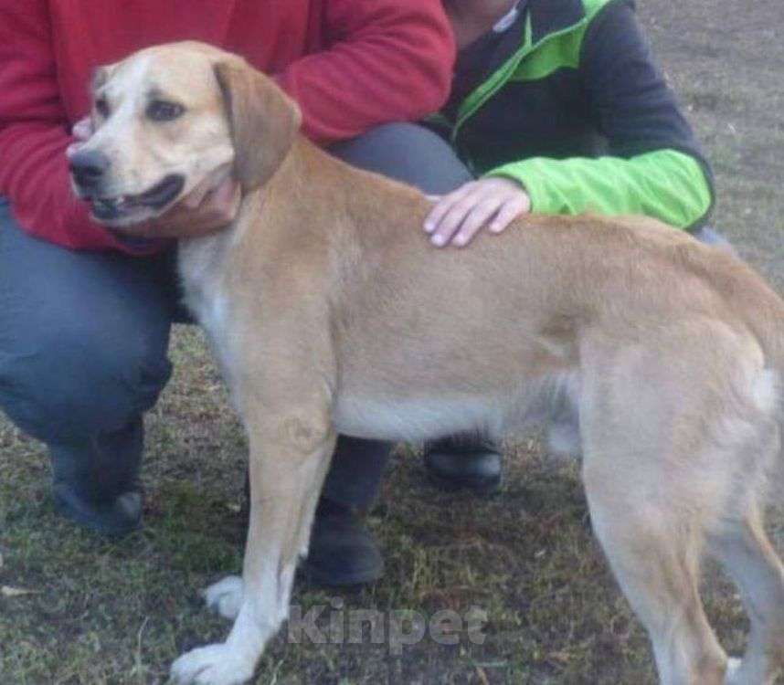 Собаки в Саратове: Пропал пес Мальчик, 10 000 руб. - фото 1