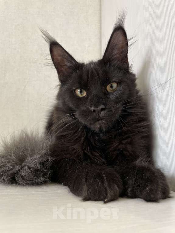 Кошки в Ижевске: Мейн-кун мальчик с документами Мальчик, 60 000 руб. - фото 3