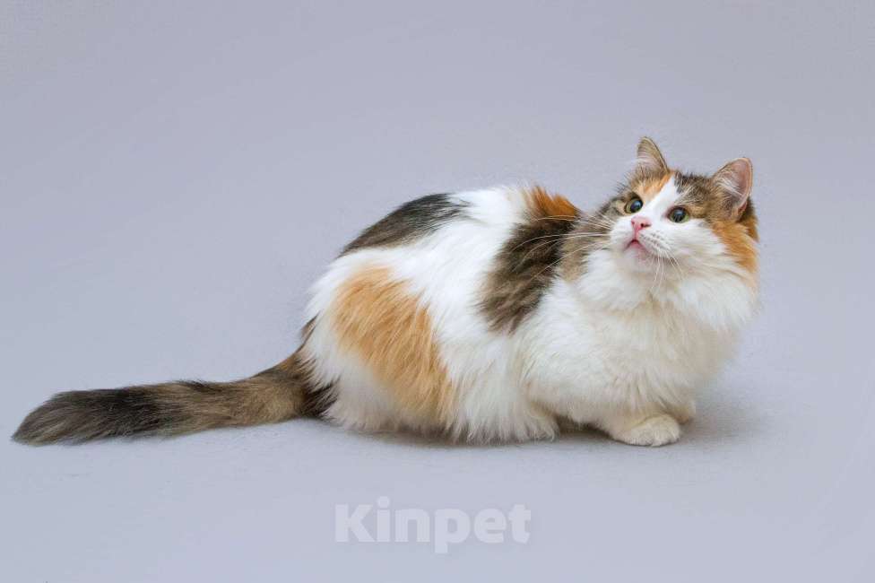 Кошки в Москве: Трёхцветная пушистая красавица Липа в добрые руки Девочка, Бесплатно - фото 4