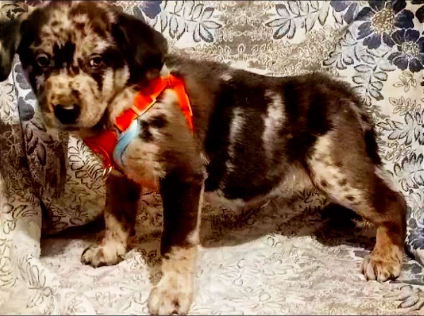 Собаки в Москве: Щенок Бордер-колли мальчик мраморный Мальчик, 20 000 руб. - фото 1